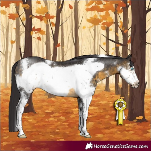 Horse Color:Buckskin Sabino Frame 