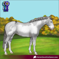 Horse Color:Brown Sabino Frame Appaloosa 