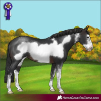 Horse Color:Brown Sabino Frame Appaloosa 