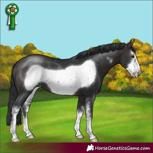 Horse Color:Brown Sabino Frame Appaloosa 