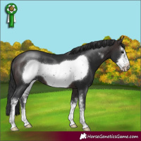 Horse Color:Brown Sabino Frame Varnish 