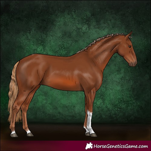 Horse Color:Chestnut Tobiano Rabicano