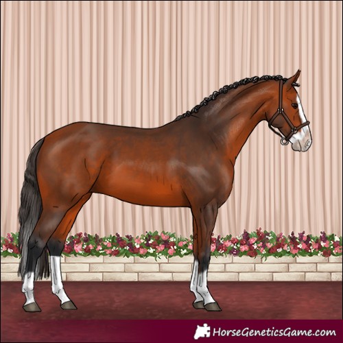 Horse Color:Bay Splash Frame