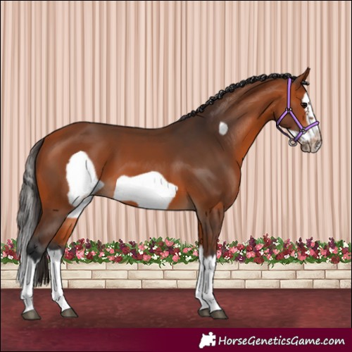 Horse Color:Bay Splash Frame 