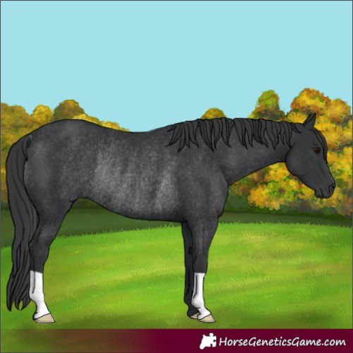 Horse Color:Black Rabicano 