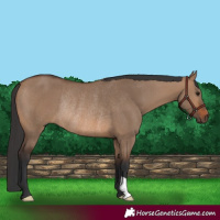 Horse Color:Brown Dun Rabicano