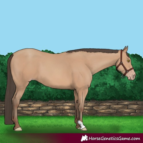 Horse Color:Amber Champagne