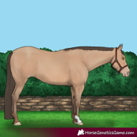 Horse Color:Amber Champagne 
