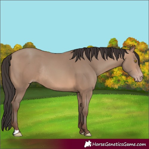 Horse Color:Sable Champagne Rabicano 