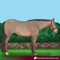 Horse Color:Sable Champagne Rabicano 
