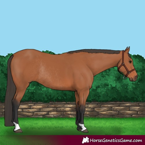Horse Color:Bay Rabicano 