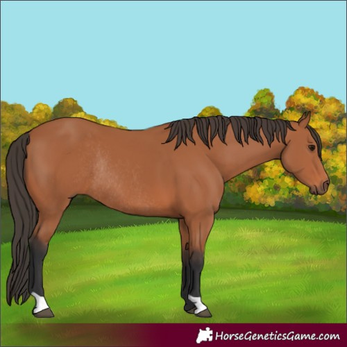 Horse Color:Bay Rabicano 