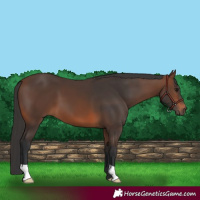 Horse Color:Brown 
