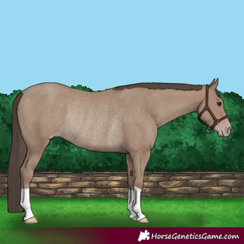Horse Color:Classic Champagne Rabicano 