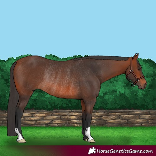 Horse Color:Bay Rabicano 