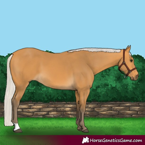 Horse Color:Silver Buckskin