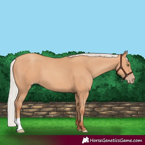 Horse Color:Silver Amber Champagne 