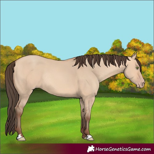 Horse Color:Amber Champagne Dun Rabicano 