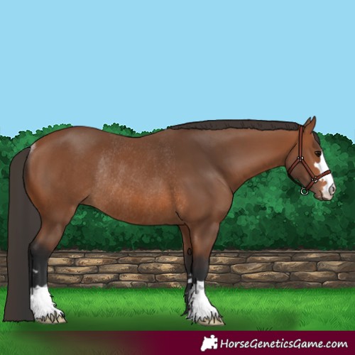 Horse Color:Bay Rabicano 