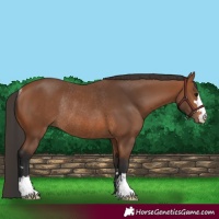 Horse Color:Bay Rabicano