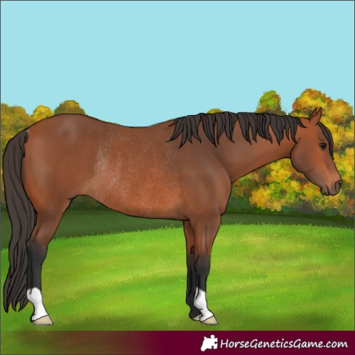 Horse Color:Bay Rabicano 