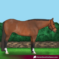 Horse Color:Bay Rabicano 