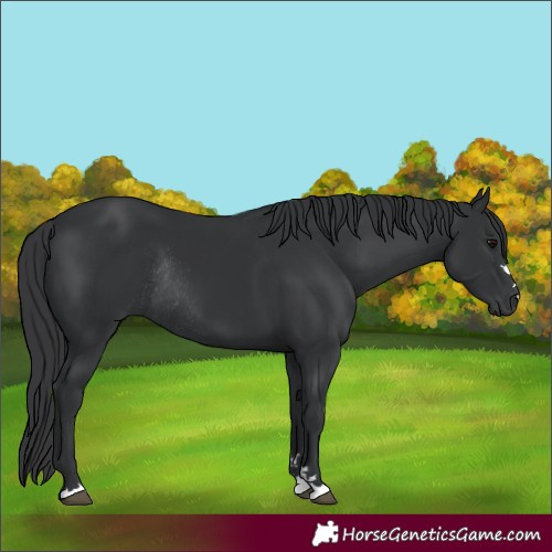 Horse Color:Black Rabicano 