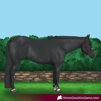Horse Color:Black Rabicano