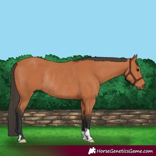 Horse Color:Bay Rabicano 