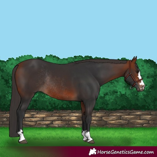 Horse Color:Bay Rabicano 
