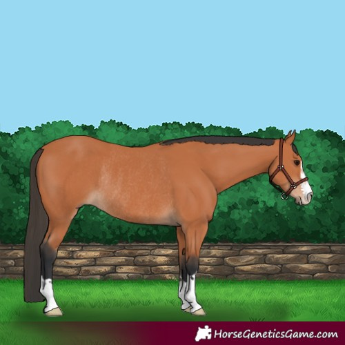 Horse Color:Bay Rabicano