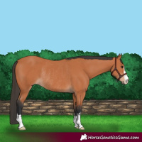 Horse Color:Bay Rabicano
