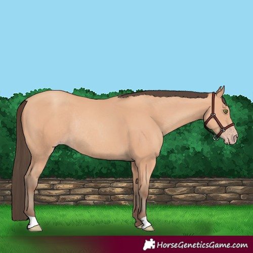 Horse Color:Amber Champagne Rabicano