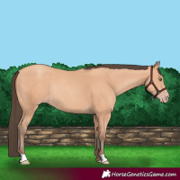 Horse Color:Amber Champagne Rabicano 