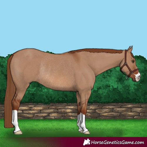 Horse Color:Red Dun Rabicano 