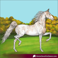 Horse Color:Chocolate Palomino Pearl Tobiano Frame and Chocolate Palomino Pearl Tobiano Frame