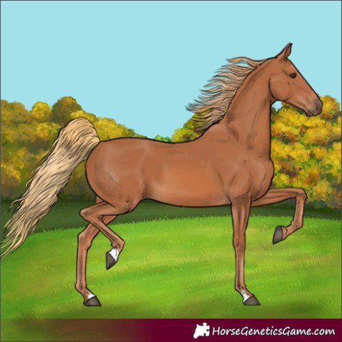 Horse Color:Chestnut 