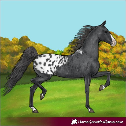 Horse Color:Black Splash Appaloosa 