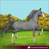 Horse Color:Black Splash Appaloosa 