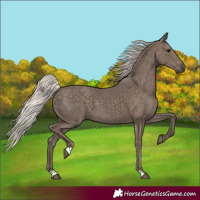 Horse Color:Silver Black