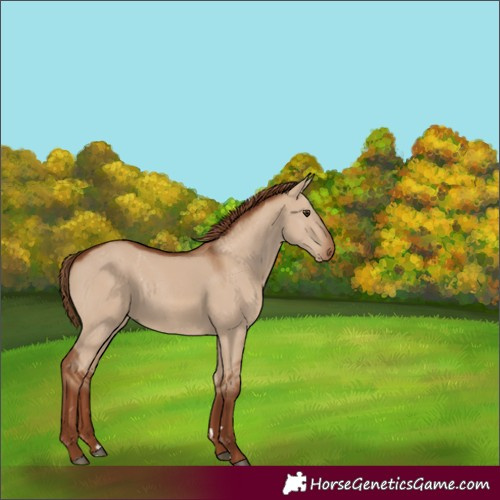 Horse Color:Red Dun Rabicano 