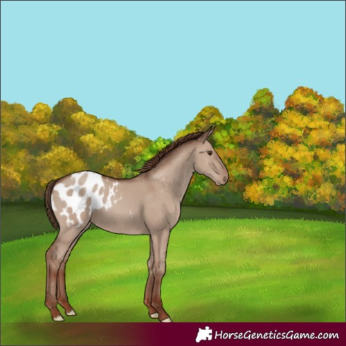 Horse Color:Classic Champagne Dun Appaloosa Rabicano 
