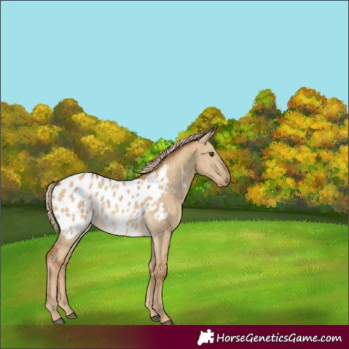 Horse Color:Chocolate Palomino Dun Blanket Rabicano 