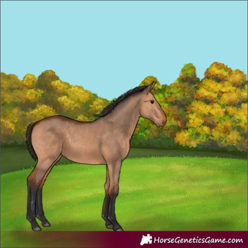 Horse Color:Bay Dun Rabicano 