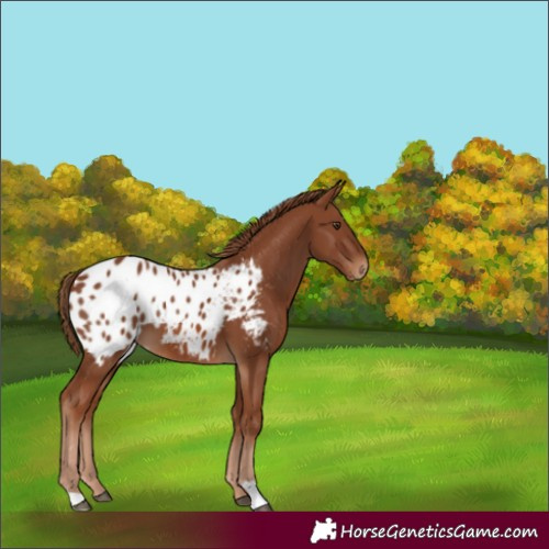 Horse Color:Chestnut Appaloosa