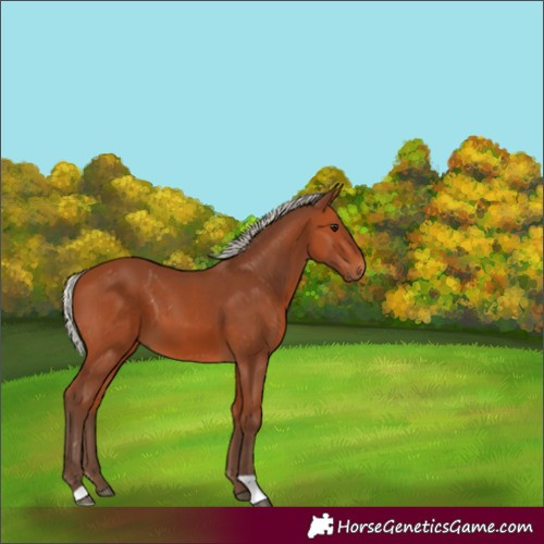 Horse Color:Silver Bay 