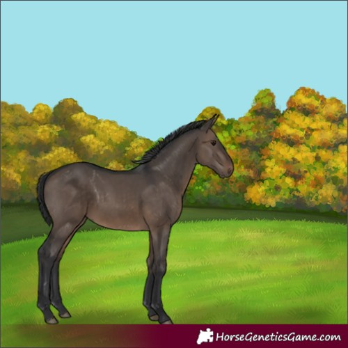 Horse Color:Brown Dun Rabicano 