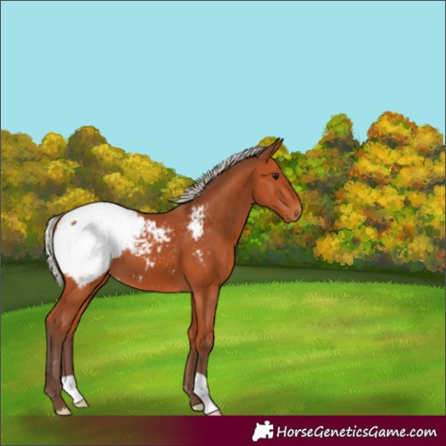 Horse Color:Silver Bay Appaloosa 