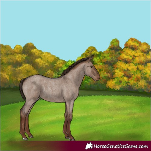 Horse Color:Liver Red Dun Roan Rabicano 