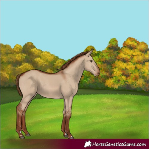 Horse Color:Red Dun Rabicano 